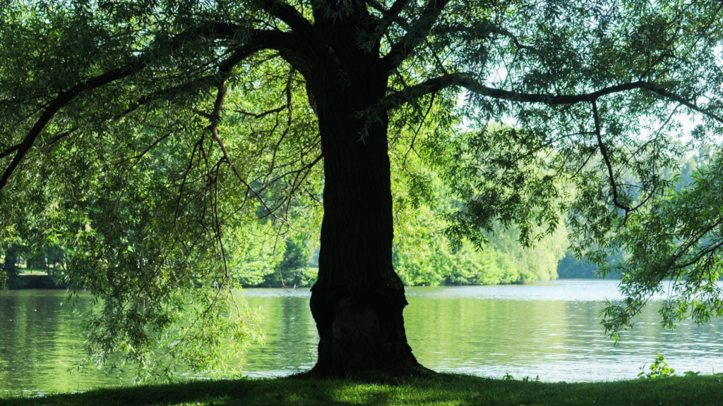 A importância do silêncio no mundo moderno ávore na beira de lago com cores predominantemente verde e azul representando um lugar com silêncio